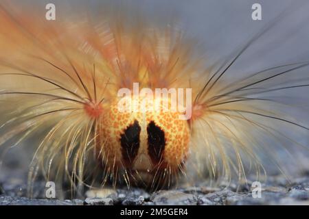 Raupe der Zigeunermotte Lymantria dispar), Kopfporträt mit langen Haaren, lustig, Insel Pag, Kroatien Stockfoto