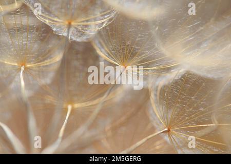 Samen von Wiesensalsify (Tragopogon pratensis), beleuchtet durch Licht, Riesenleuchter, monochrom, Kroatien Stockfoto