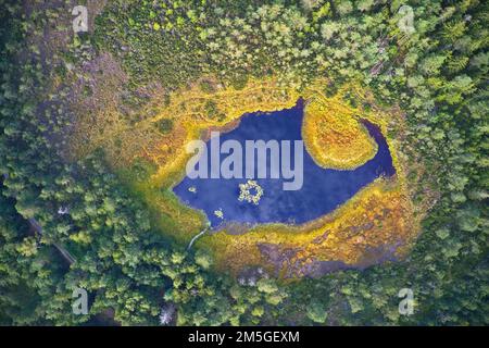 Kleiner Moorlandsee mit tiefblauem Wasser und gelber Ufervegetation, fotografiert tief im Wald von oben, Drohnenfotografie, Chiemgau Stockfoto
