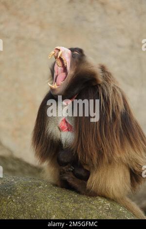 Männliche (Theropithecus gelada) Jelada mit Gebiss und Zähnen, offener Mund, bedrohlich, gefangen Stockfoto