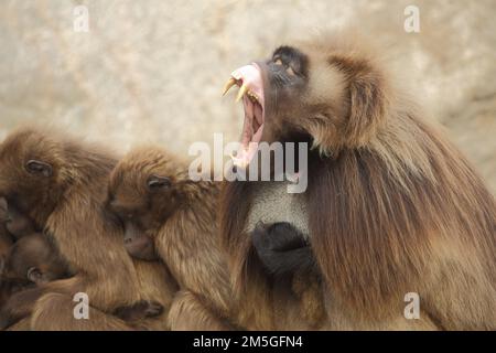 Männliche (Theropithecus gelada) Jelada mit Gebiss und Zähnen, offener Mund, bedrohlich, gefangen Stockfoto