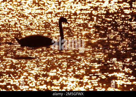 Silhouette des stummen Schwans (Cygnus-Farbe) bei Sonnenuntergang mit Hintergrundbeleuchtung im Wasser, glänzend, Donauried, Guenzburg, Bayern, Deutschland Stockfoto