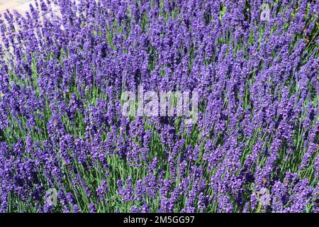 Lavendel (Lavandula angustifolia 'Hidcote Blue') im Garten. Stockfoto