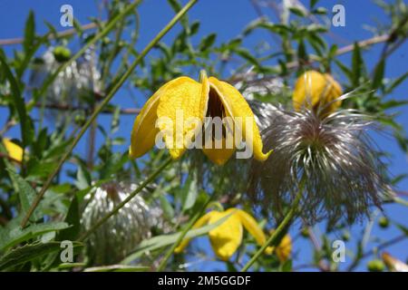 Blüten und Samenköpfe der goldenen Clematis (Clematis tangutica). Stockfoto