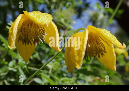 Die Blüten der goldenen Clematis (Clematis tangutica). Stockfoto