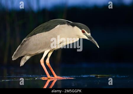 Kwak jagend in Wasser; Schwarz - gekrönte Night Heron Jagd in Wasser Stockfoto