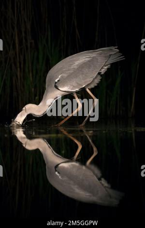 Blauwe Reiger duikend in Wasser; Graureiher Tauchen in Wasser Stockfoto