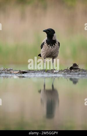 Bonte Kraai staand op Waterkant; Nebelkrähe stehend an Wasserseite Stockfoto