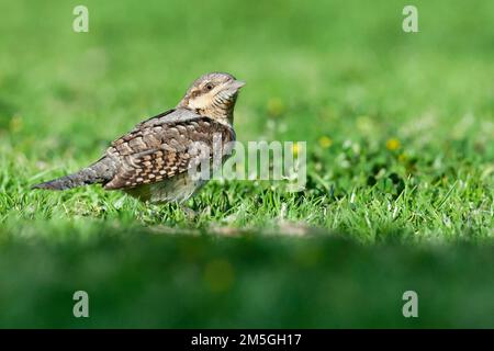 Nach eurasischen Wendehals (Jynx torquilla) Nahrungssuche auf einem grassfield in Sde Boker, Israel. Stockfoto