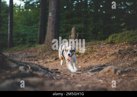 Ehrliches Porträt eines australischen Schäferhundes auf einem Spaziergang im Wald. Verbindung zwischen Hund und Mensch. Freudiger Ausdruck beim Laufen. Vierbeiniger Brötchen Stockfoto