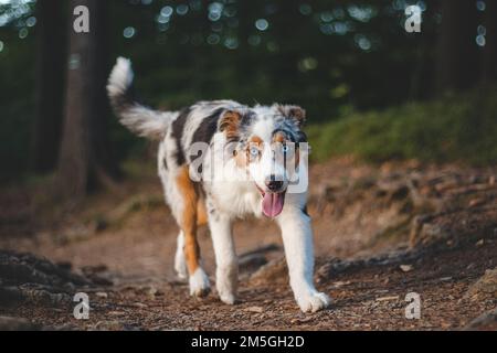 Ehrliches Porträt eines australischen Schäferhundes auf einem Spaziergang im Wald. Verbindung zwischen Hund und Mensch. Freudiger Ausdruck beim Laufen. Vierbeiniger Brötchen Stockfoto