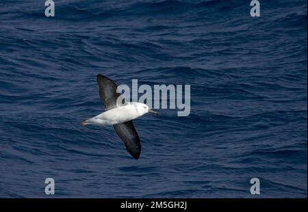 Unreife Schwarz der tiefsten Albatros fliegen über offenen Ozean; onvolwassen Wenkbrauwalbatros vliegend Boven de Oceaan Stockfoto