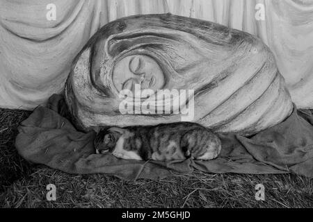 Penha Garcia, Portugal - 26. Dezember 2022: Schlafende Katze im Portal von Bethlehem. Stockfoto