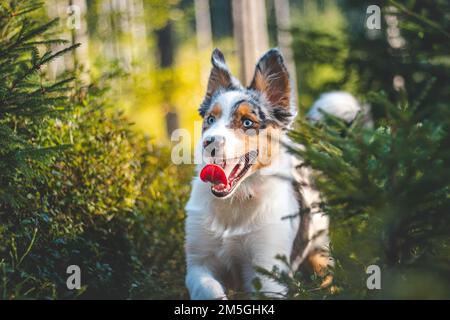 Ehrliches Porträt eines australischen Schäferhundes auf einem Spaziergang im Wald. Verbindung zwischen Hund und Mensch. Freudiger Ausdruck mit ausgelaugter Zunge. Stockfoto