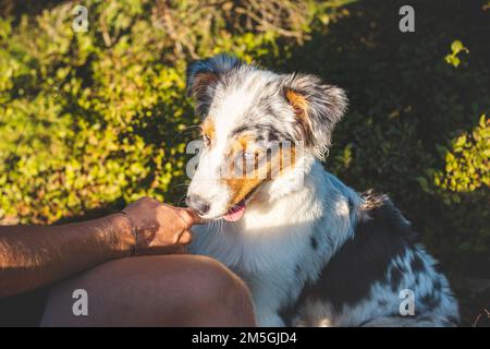 Ein ehrliches Porträt eines Meisters, der seinen australischen Schäferhund auf einem Spaziergang im Wald fütterte. Verbindung zwischen Hund und Mensch. Er füttert seine geliebten vier-l. Stockfoto