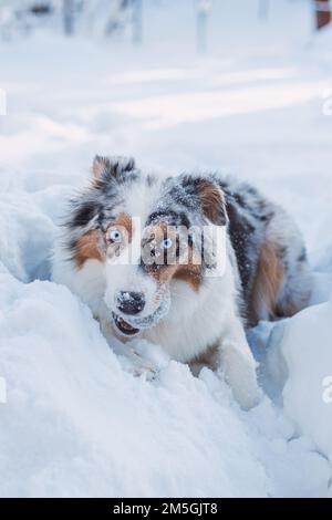 Die farbenfrohe Frau der australischen Schäferrassen genießt ihren ersten Winterspaß. Die böse Drachenfrau spielt im Schnee und sieht mit ihrem Nau zu Stockfoto
