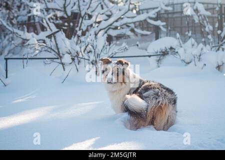 Die farbenfrohe Frau der australischen Schäferrassen genießt ihren ersten Winterspaß. Die böse Drachenfrau spielt im Schnee und sieht mit ihrem Nau zu Stockfoto
