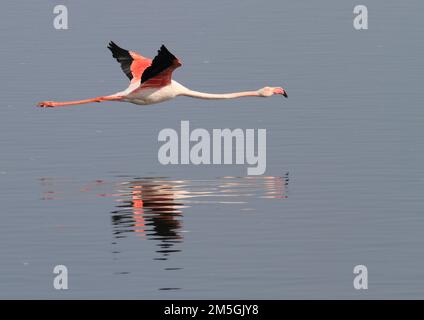 Großer Flamingo (Phoenicopterus roseus), rosa Flamingo im Flug, reflektiert im Wasser, Walvis Bay, Namibia Stockfoto