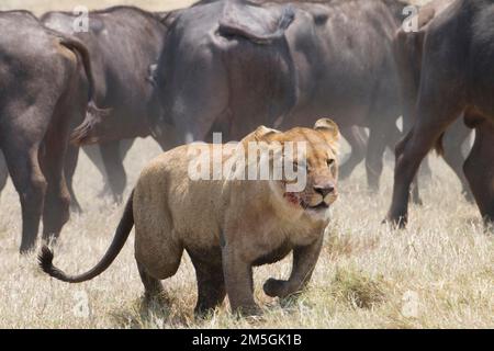 Löwin (Panthera leo) mit Blut im Gesicht zieht sich aus einer Herde von Cape Bufffalo (Syncerus caffer), Botsuana zurück Stockfoto