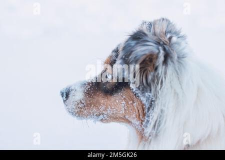 Die farbenfrohe Frau der australischen Schäferrassen genießt ihren ersten Winterspaß. Die böse Drachenfrau spielt im Schnee und sieht mit ihrem Nau zu Stockfoto