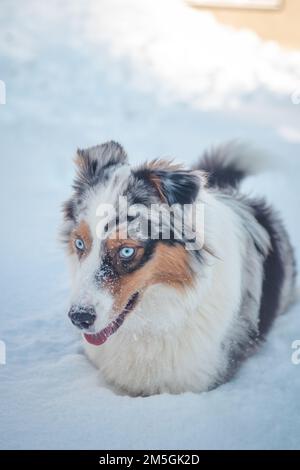 Die farbenfrohe Frau der australischen Schäferrassen genießt ihren ersten Winterspaß. Die böse Drachenfrau spielt im Schnee und sieht mit ihrem Nau zu Stockfoto