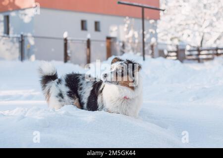 Die farbenfrohe Frau der australischen Schäferrassen genießt ihren ersten Winterspaß. Die böse Drachenfrau spielt im Schnee und sieht mit ihrem Nau zu Stockfoto