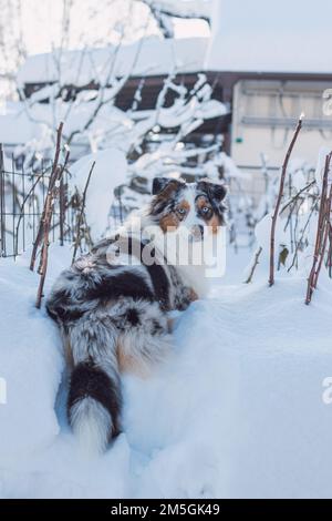 Die farbenfrohe Frau der australischen Schäferrassen genießt ihren ersten Winterspaß. Die böse Drachenfrau spielt im Schnee und sieht mit ihrem Nau zu Stockfoto