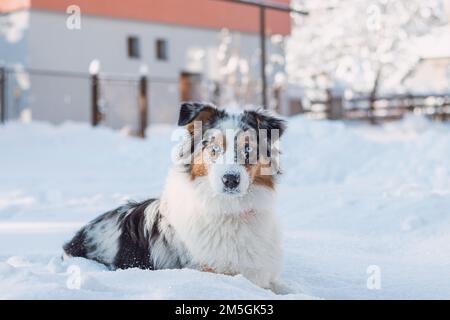 Die farbenfrohe Frau der australischen Schäferrassen genießt ihren ersten Winterspaß. Die böse Drachenfrau spielt im Schnee und sieht mit ihrem Nau zu Stockfoto
