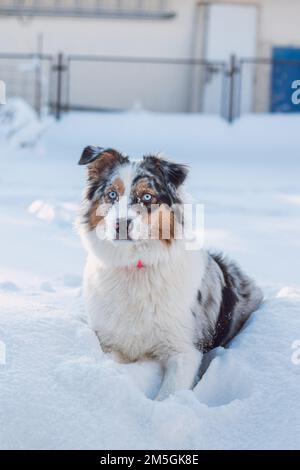 Die farbenfrohe Frau der australischen Schäferrassen genießt ihren ersten Winterspaß. Die böse Drachenfrau spielt im Schnee und sieht mit ihrem Nau zu Stockfoto