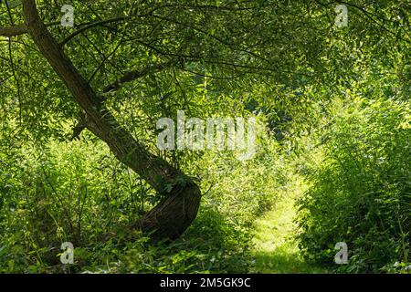 Bäume und Büsche, Natur in der Nähe von Garstedt, Niedersachsen, Deutschland Stockfoto