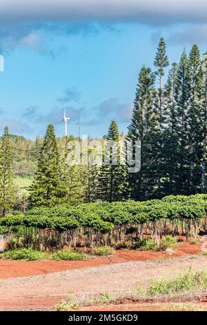 Reihen von Kaffeebäumen auf Oahu, Hawaii, mit Windturbinen im Hintergrund Stockfoto