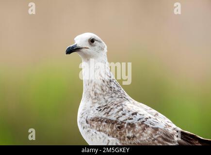 Pontische Meeuw portret Caspian Gull portrait Stockfoto