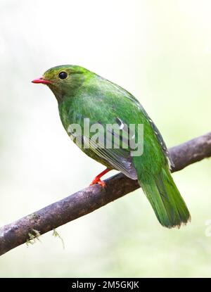 Weiblicher grün-schwarzer Fruchtfresser, Pipreola riefferii Stockfoto