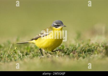 Vögele Kwikstaart; Blue-headed Wagtail Stockfoto