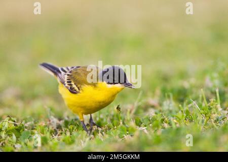 Vögele noordse Kwikstaart; Graue Bachstelze, Motacilla thunbergi Stockfoto