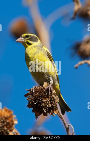 Hochgezogener gelbbrauner Grünfink, Chloris spinoides Stockfoto