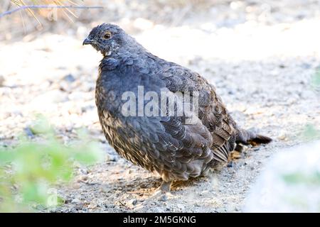 Verrußtes Grouse thront auf Seite der Straße Stockfoto