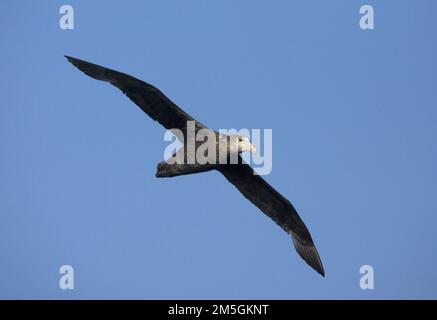 Southern Giant Petrel fliegen; Zuidelijke Reuzenstormvogel vliegend Stockfoto