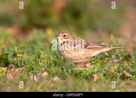 Boompieper, Baum Pieper, Anthus trivialis Stockfoto