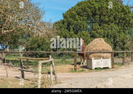 Eine Bauernszene mit einem Pferd und einem Heuballen auf der Straße zwischen Arniston und Struisbaai in der Provinz Westkap Stockfoto