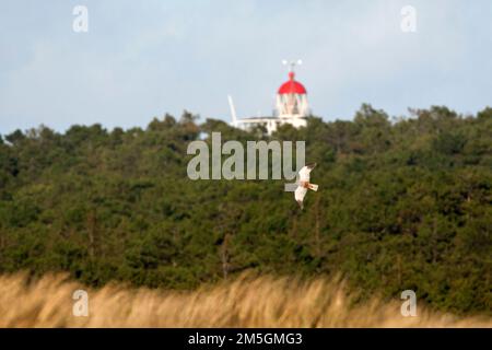 Bruine Kiekendief vliegend voor de vuurtoren van Vlieland; männliche Rohrweihe vor Kiefernwald auf Vlieland und den Leuchtturm flying Stockfoto
