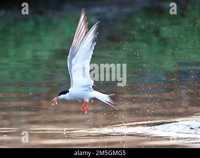 Visdief vissend; Flussseeschwalbe angeln Stockfoto