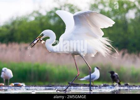 Grote Zilverreiger vangt vis uit Wak; Western Great Egret, Fische zu fangen, die von Eis Bohrung Stockfoto