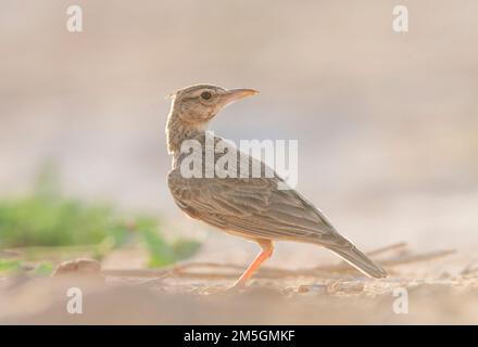 Crested Lark (Galerida cristata Githago) im Spanischen Steppen Stockfoto