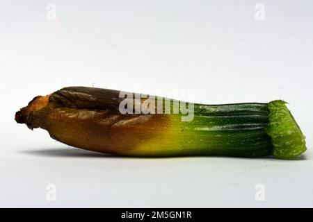 Zucchini, schwer befallen von Zucchini Blütenfäule. Stockfoto