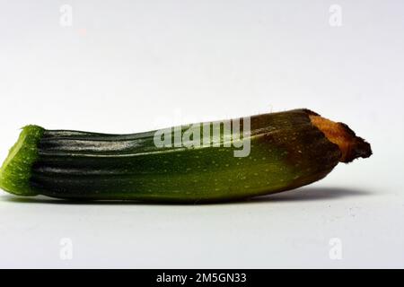 Zucchini, schwer befallen von Zucchini Blütenfäule. Stockfoto