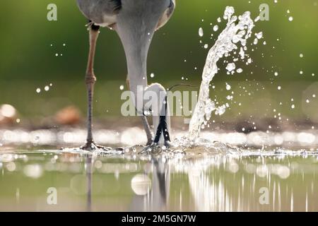 Blauwe Reiger duikend in Wasser; Graureiher Tauchen in Wasser Stockfoto