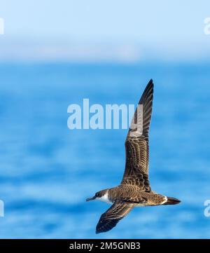 Great Shearwater (Ardenna gravis) vor den Isles of Scilly, Corwall, England. Stockfoto