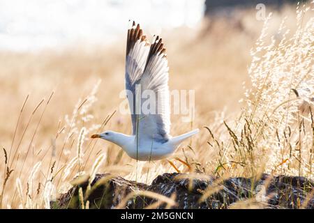 Nach Gelb-legged Gull (Larus michahellis michahellis) mit Hintergrundbeleuchtung auf Lesbos, Griechenland. Stockfoto