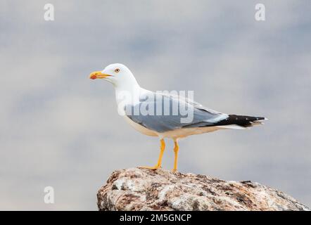 Gelbbeinmöwe (Larus michahellis michahellis) auf Lesvos, Griechenland. Hoch oben auf einem Felsen, Seitenansicht. Stockfoto